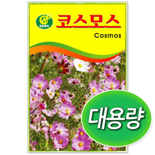대용량 코스모스 씨앗 (100g/500g/1kg)