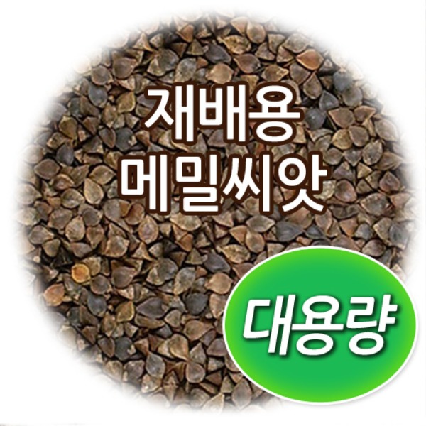 대용량 재배용 메밀 씨앗 (500g/1kg)
